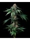 Mendo Breath