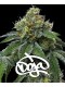 RS11 x Banana OG