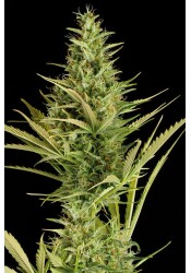 Cheese XXL Auto