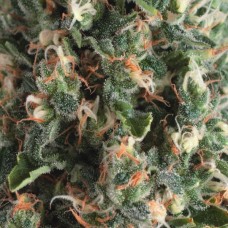 Семена конопли Auto Super OG Kush Автофеминизированные Pyramid Seeds