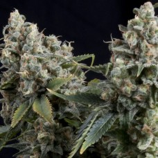 Семена конопли Auto Tutankhamon Автофеминизированные Pyramid Seeds