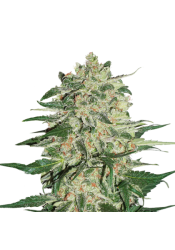 bonus  Big Bud Feminized