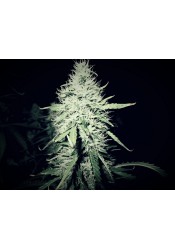 bonus White Widow Autoflower